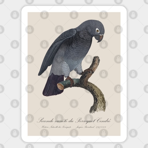 Timneh African Grey Parrot  / Seconde variete du Perroquet Cendre - 19th century Jacques Barraband Illustration Sticker by SPJE Illustration Photography